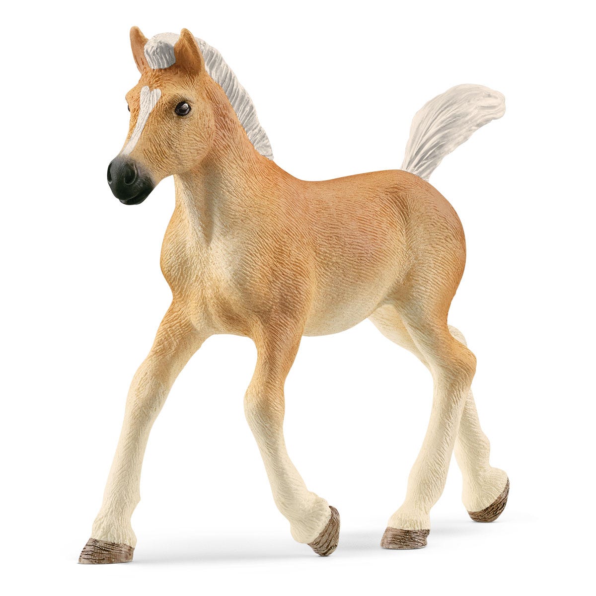 Haflinger Foal - Main Image