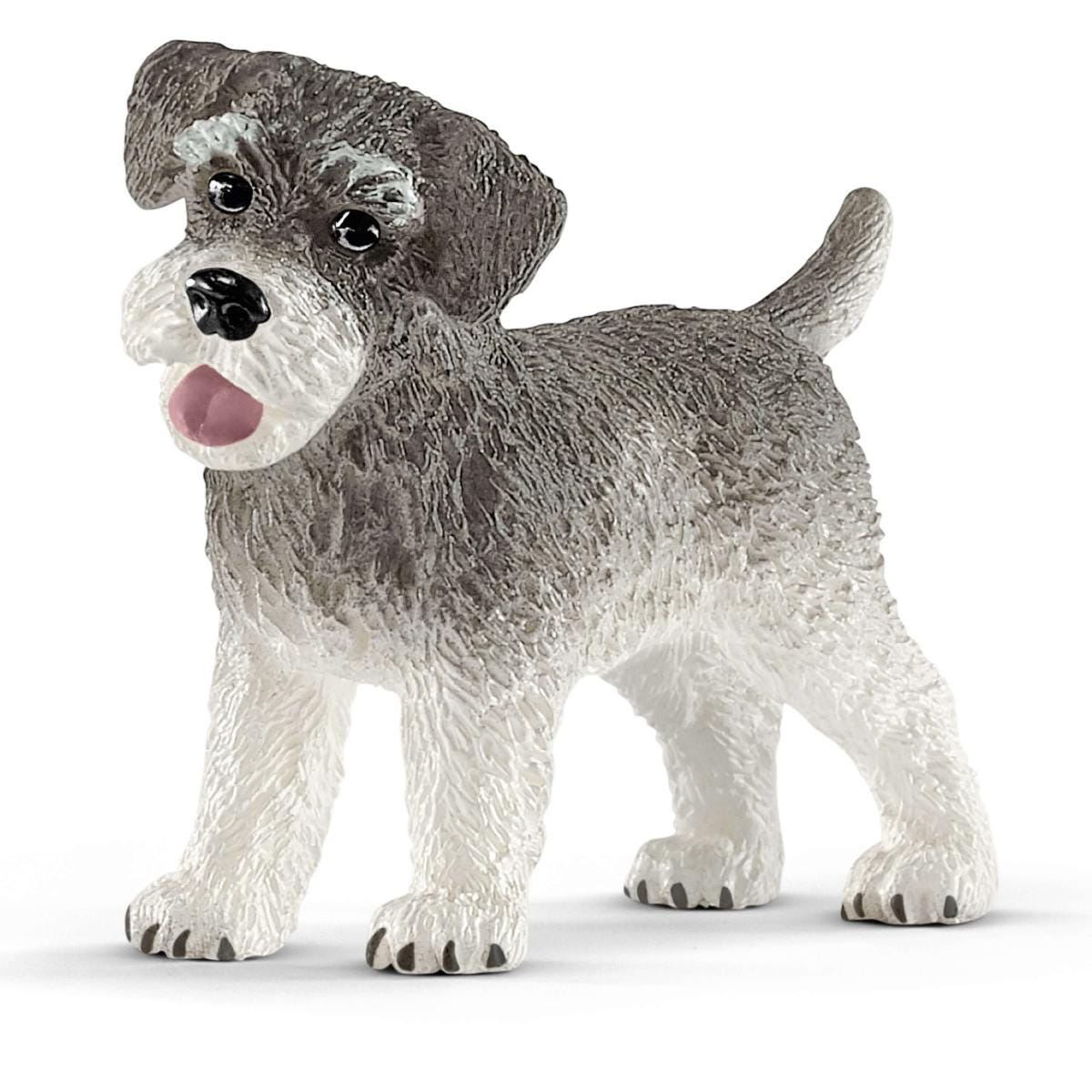 Miniature schnauzer