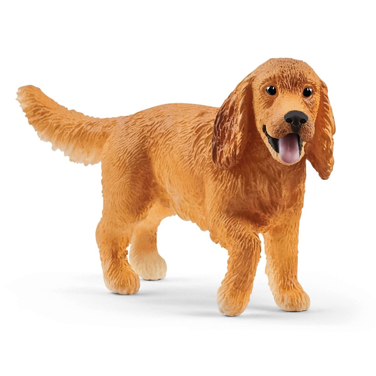 Angielski cocker spaniel