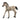 Criollo Definitivo Foal
