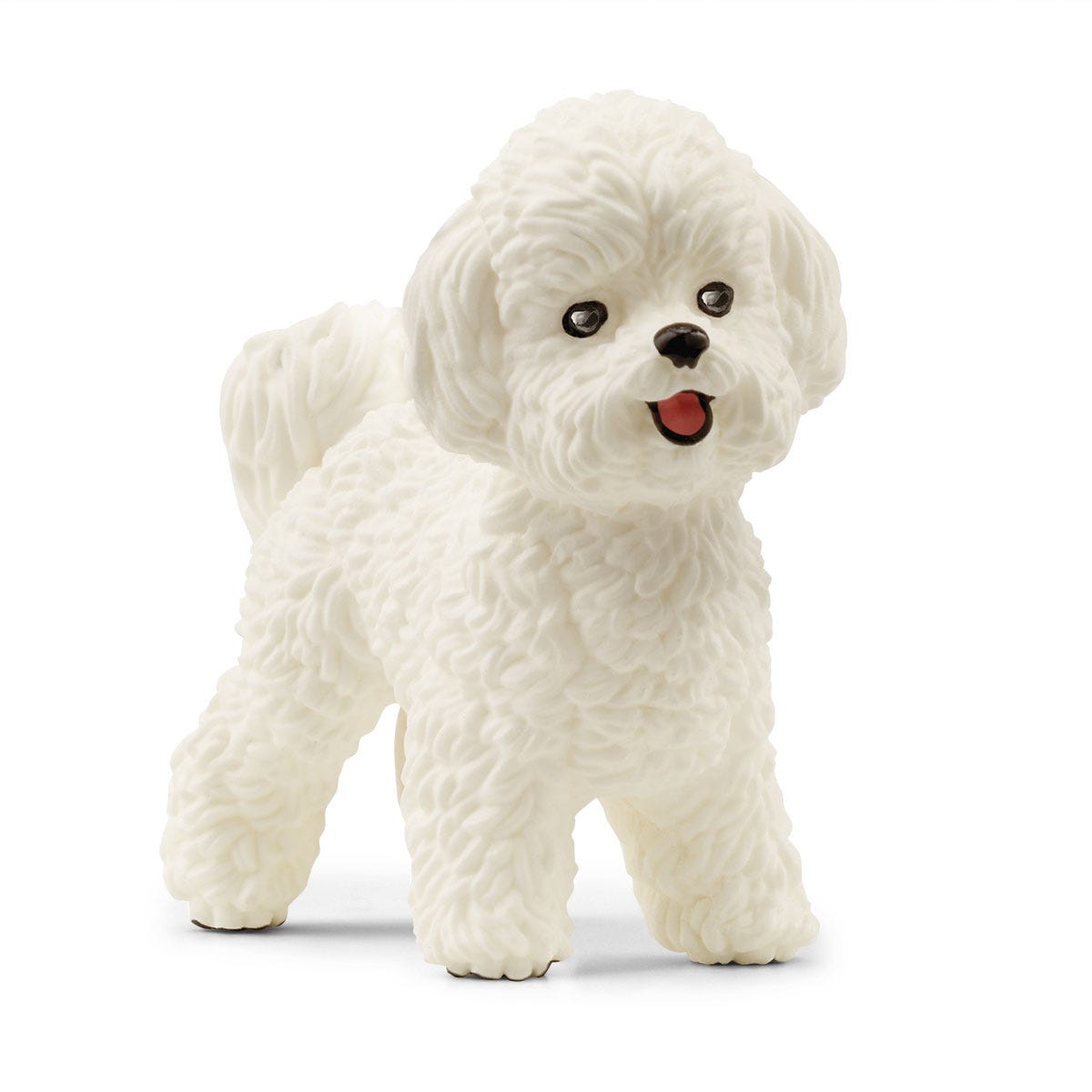 Bichon Frise