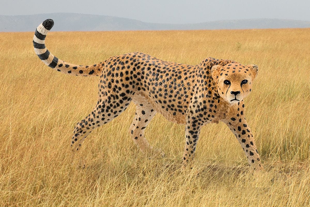 Cheetah, female