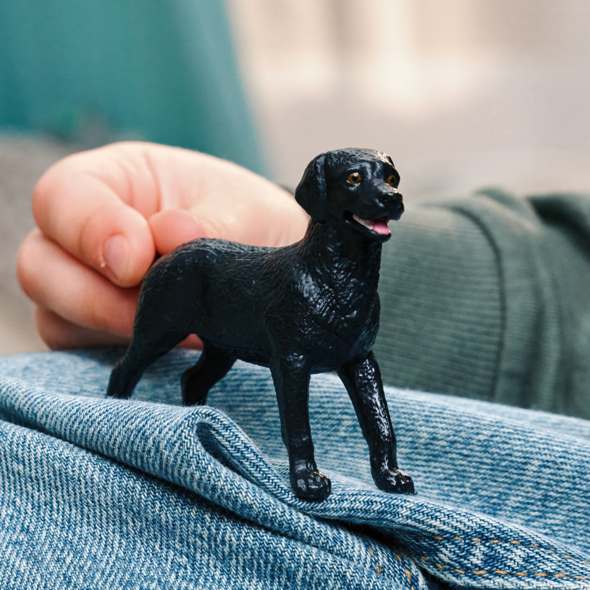 Czarna suczka Labrador Retriever